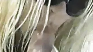 La celebrazione video erotici attrici famose di Halloween si è conclusa con un'orgia anale con le ragazze